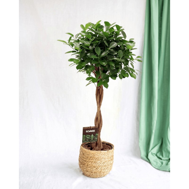 Ficus microcarpa moclame