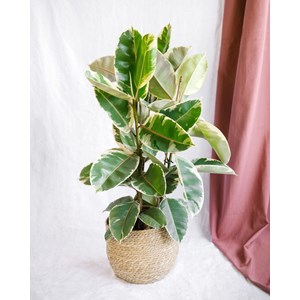 Grand ficus tineke h95cm