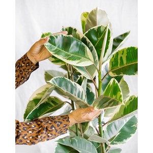 Grand ficus tineke h95cm