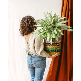 Dieffenbachia vesuvius h80cm