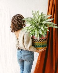 Dieffenbachia vesuvius h80cm