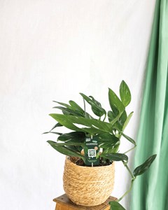 Philodendron cobra