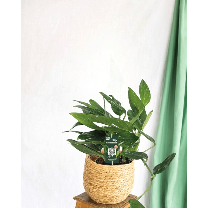 Philodendron cobra