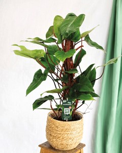 Philodendron red emerald