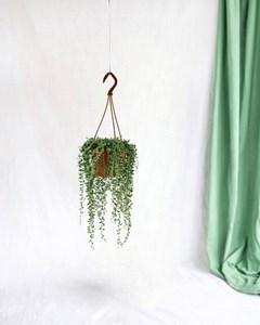 Senecio herreianus