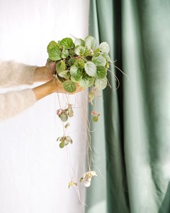 Saxifraga stolonifera