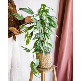 Epipremnum pinnatum cebu blue