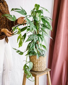 Epipremnum pinnatum cebu blue