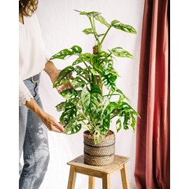 Monstera adansonii tuteur