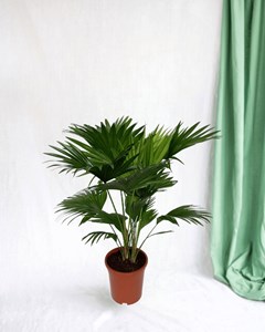 Livistona rotundifolia h70cm