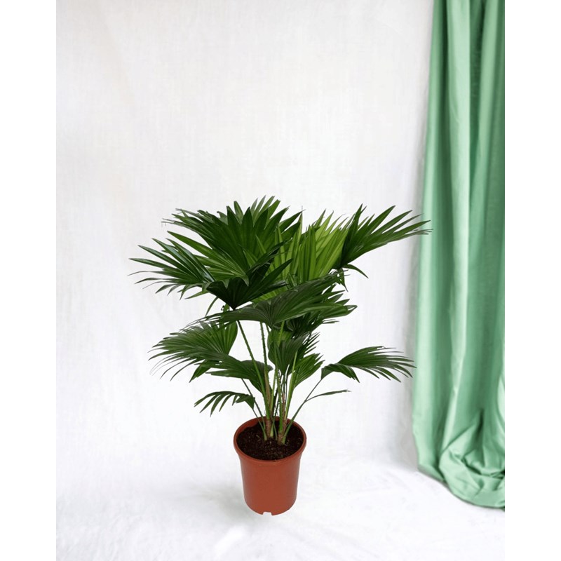 La Green Touch - Livistona rotundifolia h70cm