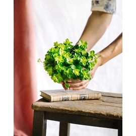 Peperomia rotundifolia