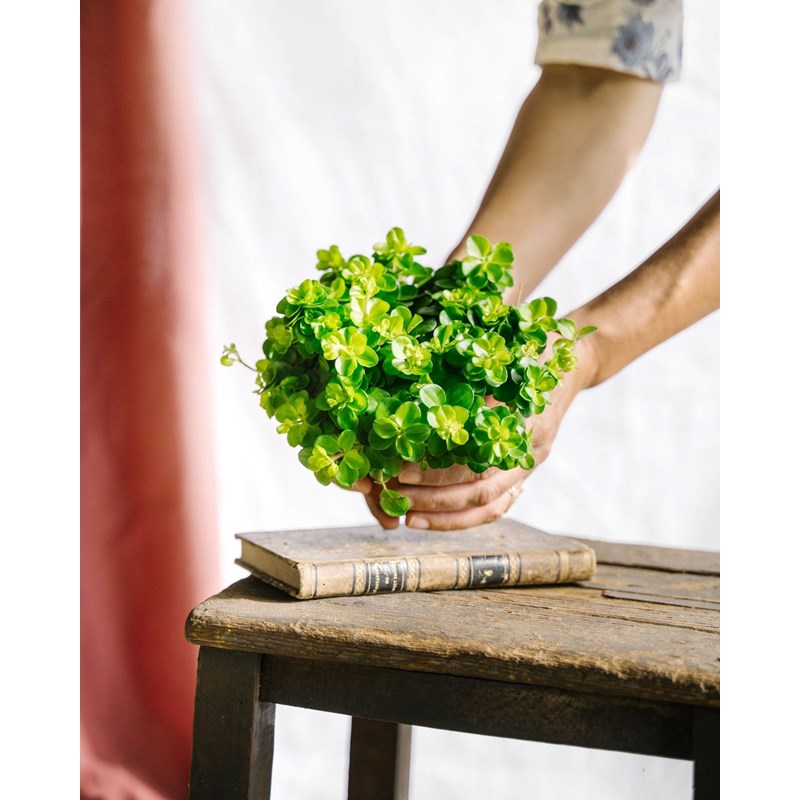 La Green Touch - Peperomia rotundifolia