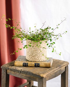 Muehlenbeckia maori