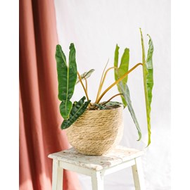 Philodendron billetiae