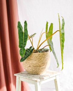 Philodendron billetiae
