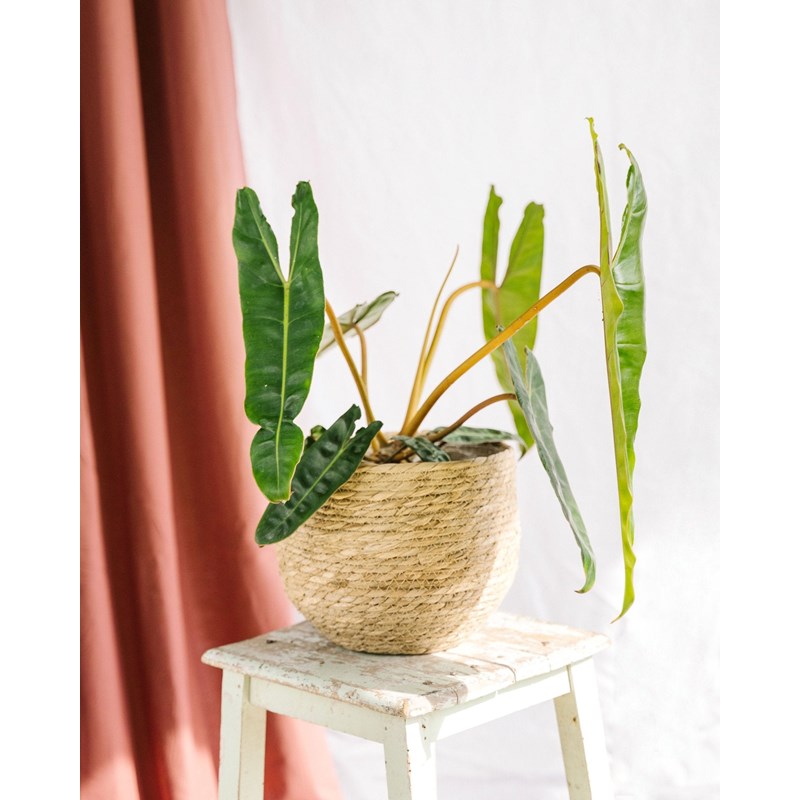 Philodendron billetiae