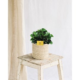 Peperomia burning bush