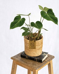 Philodendron gloriosum