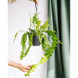 Epiphyllum anguliger