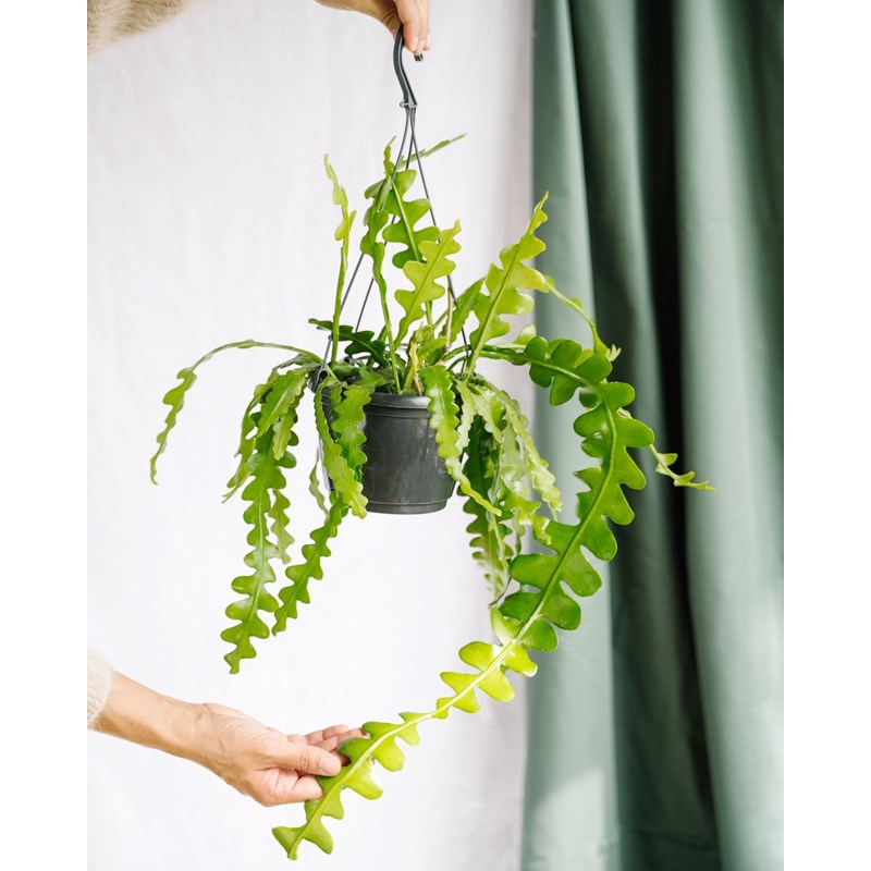 Epiphyllum anguliger