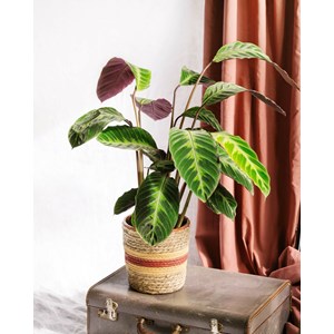 Calathea warscewiczii