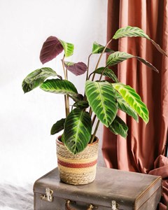 Calathea warscewiczii