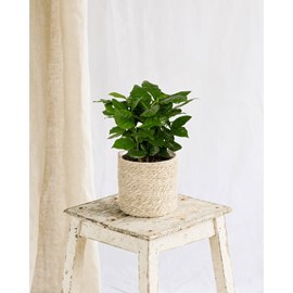 Grand caféier arabica