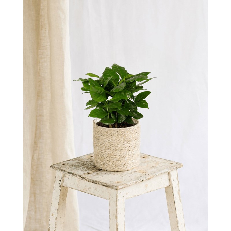 La Green Touch - Grand caféier arabica