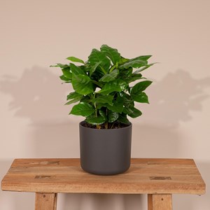 Grand caféier arabica