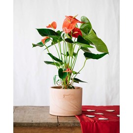 Anthurium rouge  h55cm