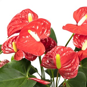 Anthurium rouge  h55cm