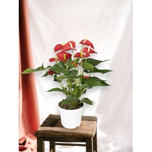 Anthurium rouge  h55cm