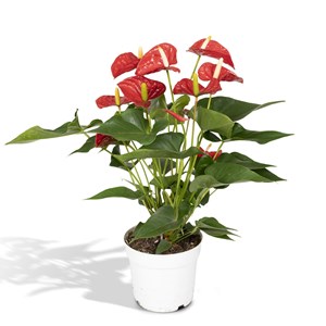 Anthurium rouge  h55cm