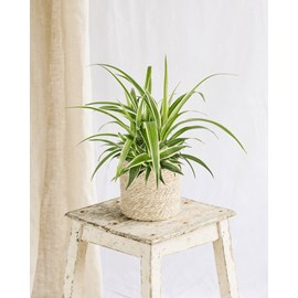 Chlorophytum variegata