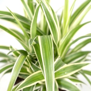 Chlorophytum variegata