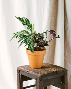 Calathea white fusion