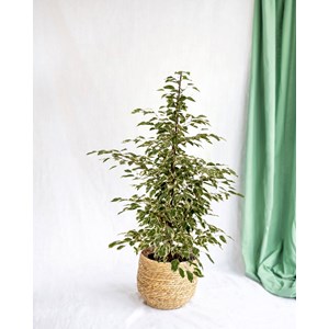 Ficus benjamina twilight h95cm