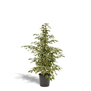 Ficus benjamina twilight h95cm
