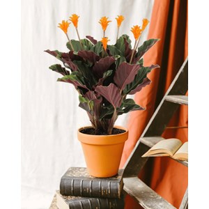 Calathea crocata