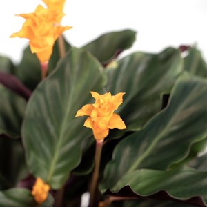 Calathea crocata