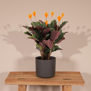 Calathea crocata