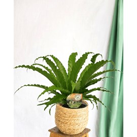 Fougère asplenium osaka