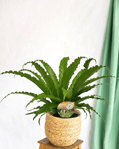 Fougère asplenium osaka