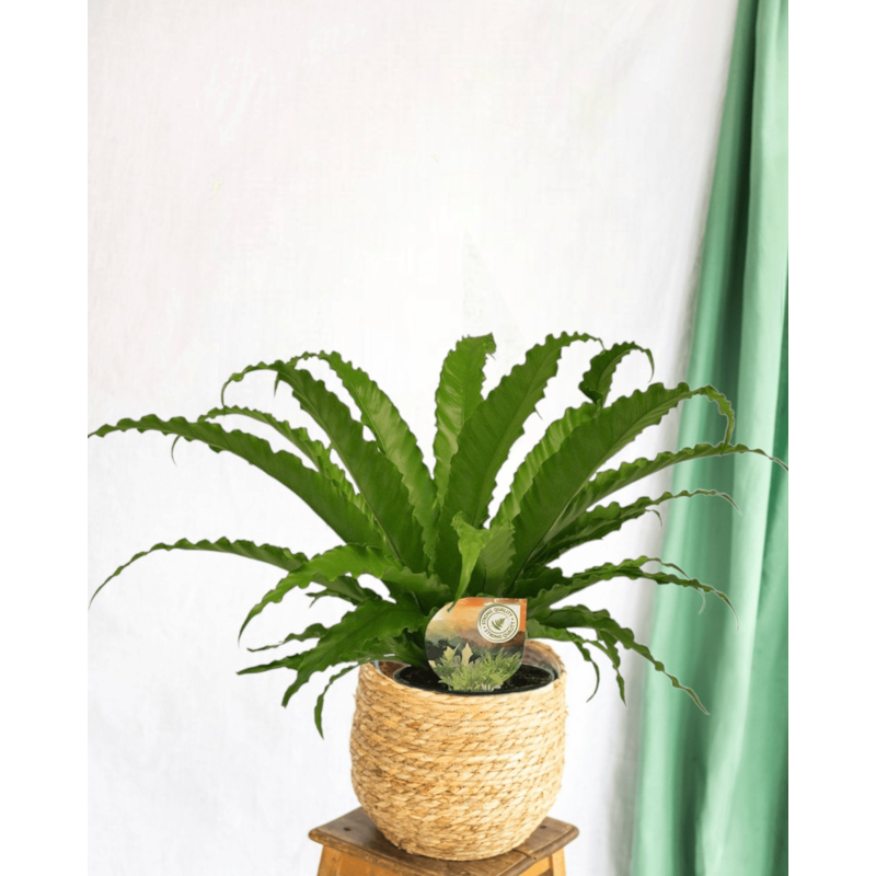La Green Touch - Fougère asplenium osaka