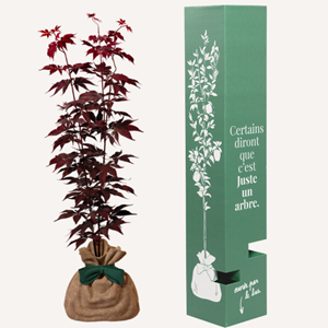 Érable du japon bloodgood - cadeau