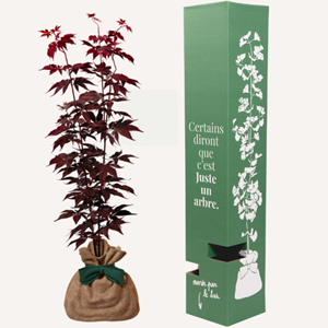 Érable du japon bloodgood - cadeau