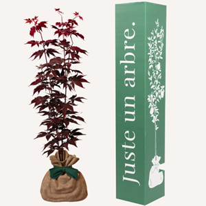 Érable du japon bloodgood - cadeau