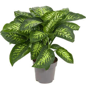 Dieffenbachia tropic