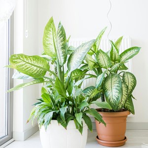Dieffenbachia tropic
